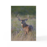 white-tailed deer Odocoileus virginianus) 2 Card
