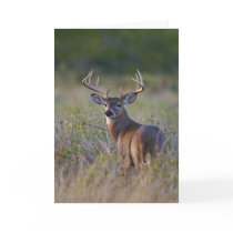 white-tailed deer Odocoileus virginianus) 2 Card