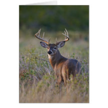 white-tailed deer Odocoileus virginianus) 2 Card