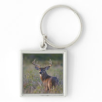 white-tailed deer Odocoileus virginianus) 2 Keychains