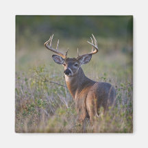 white-tailed deer Odocoileus virginianus) 2 Magnet