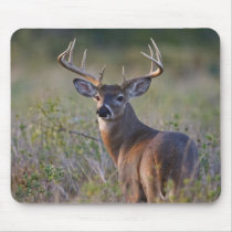 white-tailed deer Odocoileus virginianus) 2 Mouse Pads