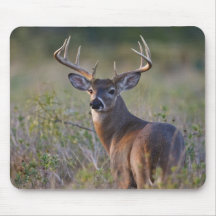 white-tailed deer Odocoileus virginianus) 2 Mouse Pads