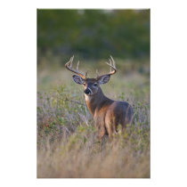 white-tailed deer Odocoileus virginianus) 2