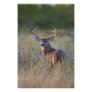 white-tailed deer Odocoileus virginianus) 2
