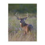 white-tailed deer Odocoileus virginianus) 2 Postcards