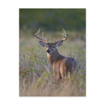 white-tailed deer Odocoileus virginianus) 2 Postcards