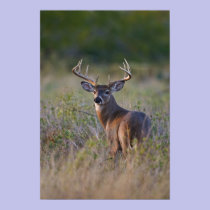 white-tailed deer Odocoileus virginianus) 2 posters