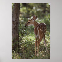 White-tailed Deer, Odocoileus virginianus, 2 Print