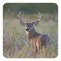 white-tailed deer Odocoileus virginianus) 2 Square Sticker