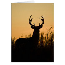 white-tailed deer Odocoileus virginianus) Cards