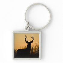 white-tailed deer Odocoileus virginianus) Key Chain