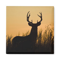 white-tailed deer Odocoileus virginianus) Magnet