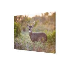 white-tailed deer (Odocoileus virginianus) male 2 Gallery Wrapped Canvas