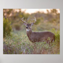 white-tailed deer (Odocoileus virginianus) male 2