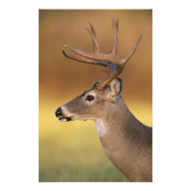 White-tailed Deer, Odocoileus virginianus, Photographic Print