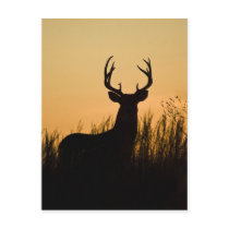white-tailed deer Odocoileus virginianus) Postcards