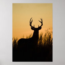 white-tailed deer Odocoileus virginianus)