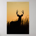 white-tailed deer Odocoileus virginianus) posters