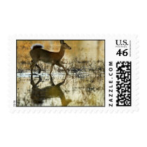 White-tailed deer postage stamp