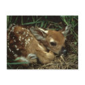White-tailed Deer postcards