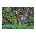 White-Tailed Deer posters