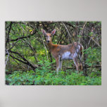 White-Tailed Deer Posters