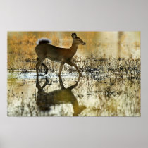 White-tailed deer posters