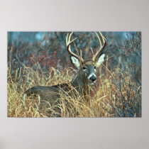 White-tailed Deer Posters