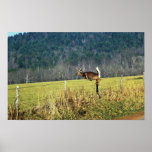 White-tailed Deer Posters