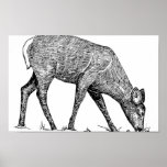 White-Tailed Deer Posters