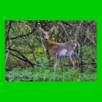 White-Tailed Deer posters