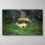 White-tailed Deer Posters
