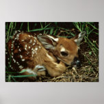 White-tailed Deer Print