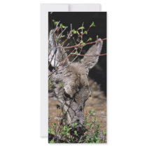 White-tailed Deer Rack Card