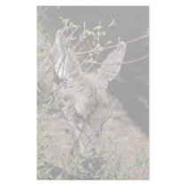 White-tailed Deer Stationery Paper