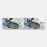 White-tailed Jackrabbit Bumper Sticker