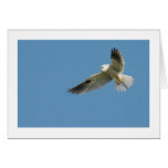 White-tailed Kite Greeting Cards
