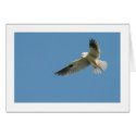 White-tailed Kite cards