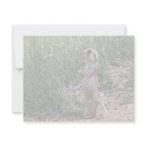 White-tailed prairie dog invitations
