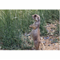 White-tailed prairie dog photo sculptures by animalpark White-tailed prairie dog photo sculptures
