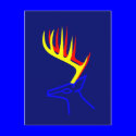 White Taled Deer postcards
