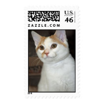 White/Tan American Shorthair Cat Postage Stamps
