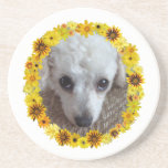 White Teacup Poodle Dog Daisies Coaster