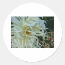 white tentacles flower 2 round stickers
