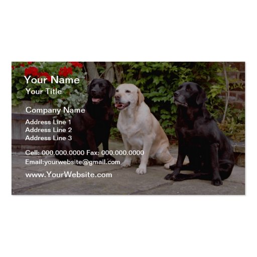White Three Labrador retrievers sitting flowers Business Card Template (front side)