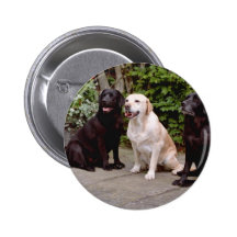 White Three Labrador retrievers sitting flowers Button