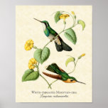 White Throated Mountain Gem Hummingbird Art Print