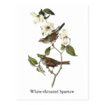 White-throated Sparrow - John Audubon Post Cards