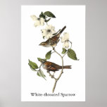 White-throated Sparrow - John Audubon Print